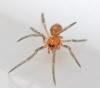 Steatoda sp.